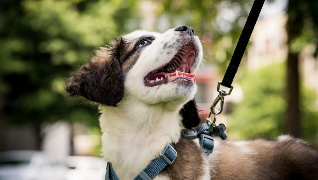 puedo pasear a mi perro sin correa